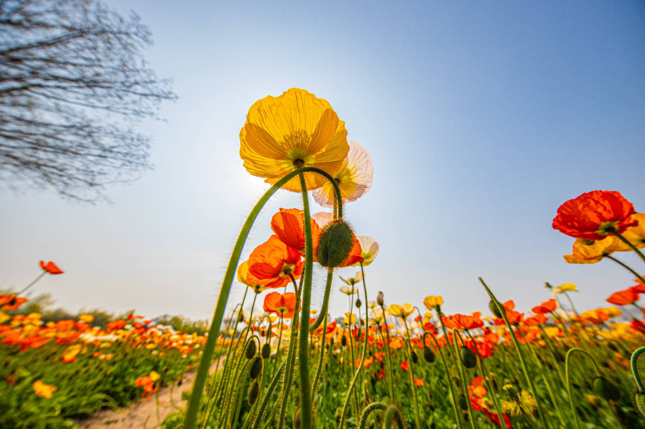 风景图片大全 花海图片