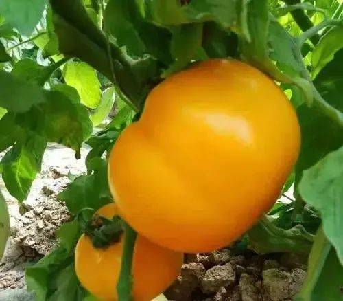 上海市果品行业协会向你介绍内蒙古水果