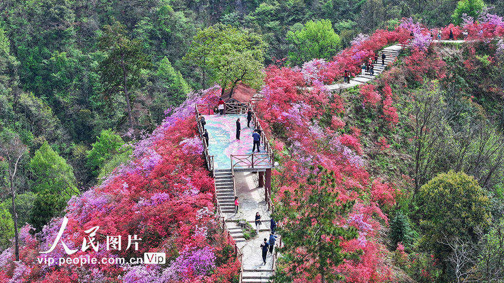 2024年4月5日,安徽省安庆市岳西县河图镇天峡杜鹃花景区,杜鹃花盛开