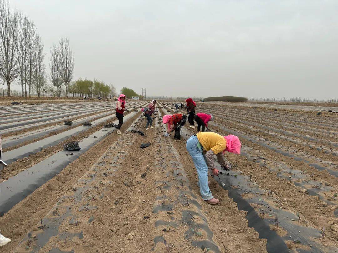 我市20000亩露地蔬菜栽种全面展开_种植_西兰花_梧桐树乡
