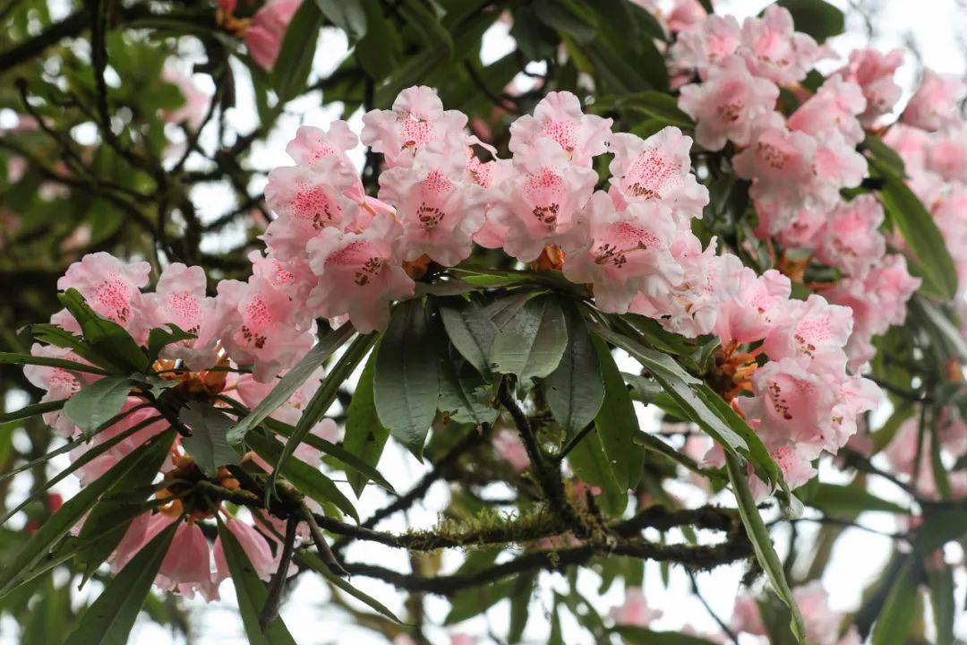 赏杜鹃花偶遇黑颈鹤黑竹沟约起走