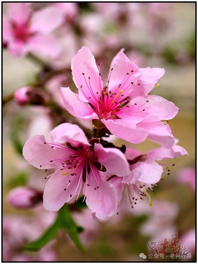 【图集】丰腴艳丽的桃花_社区_花草_摄影