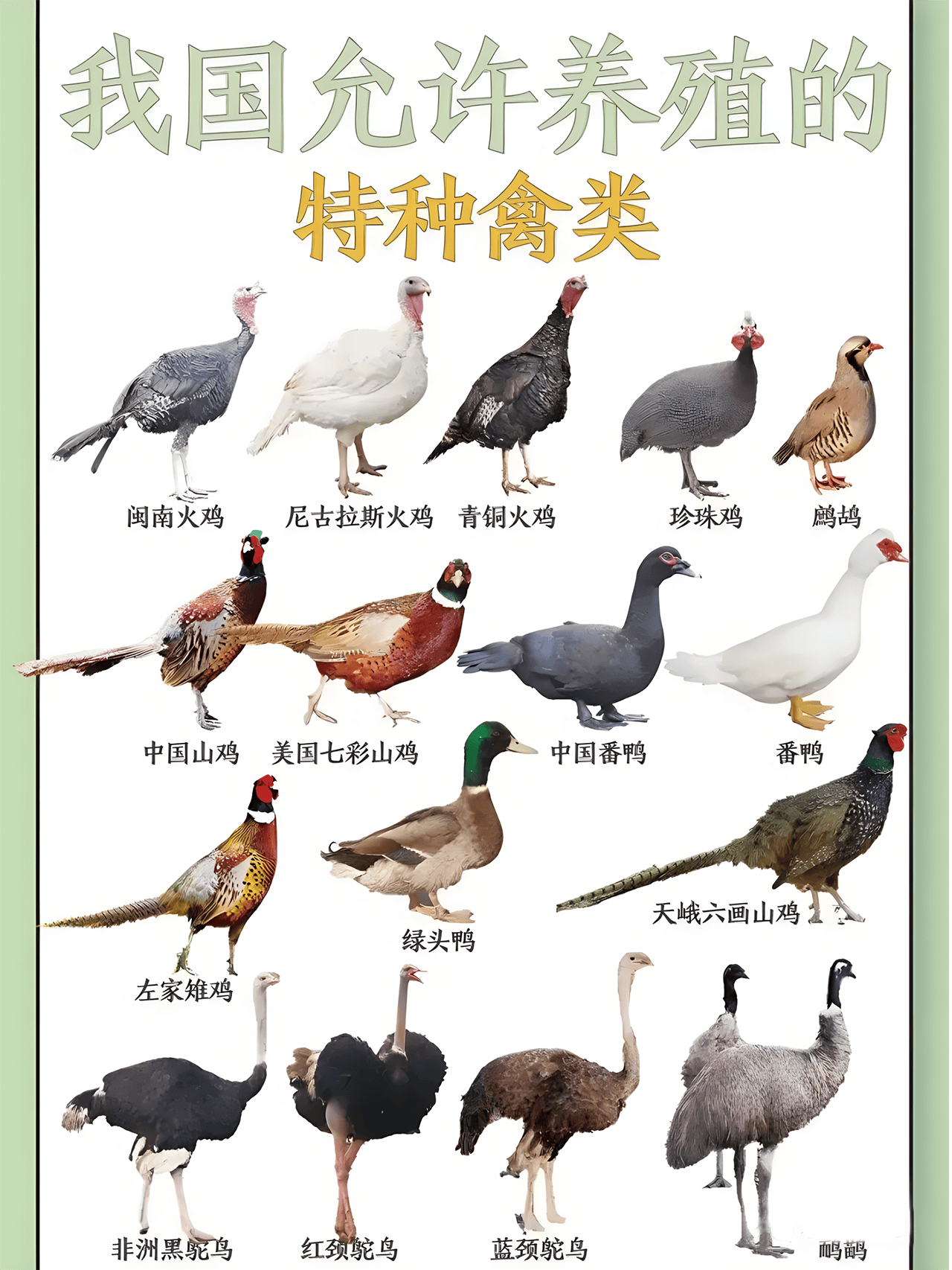 如下图8,绿头鸭培育品种,引入品种如下图7,鹧鸪培育品种,引入品种