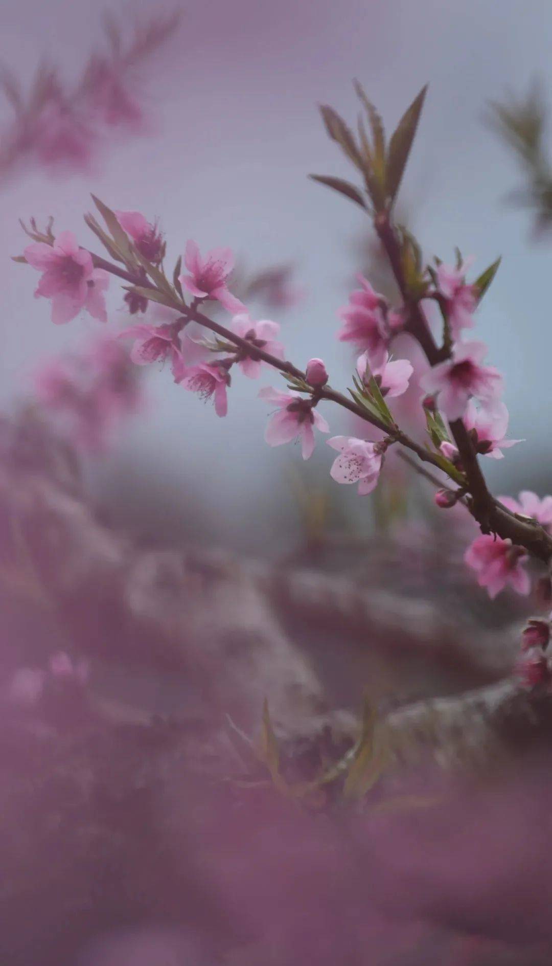 伴读| 且行且看且从容,且听且忘且随风_平常心_世界_摄影