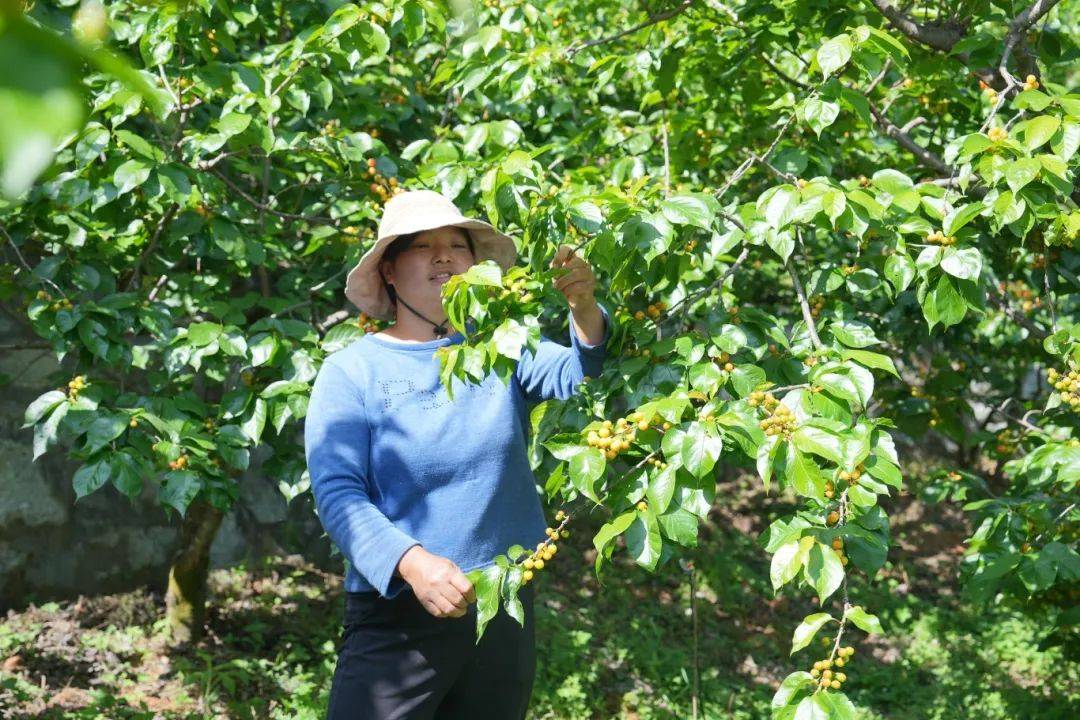 清明假期仁和乡村游近郊游热力十足