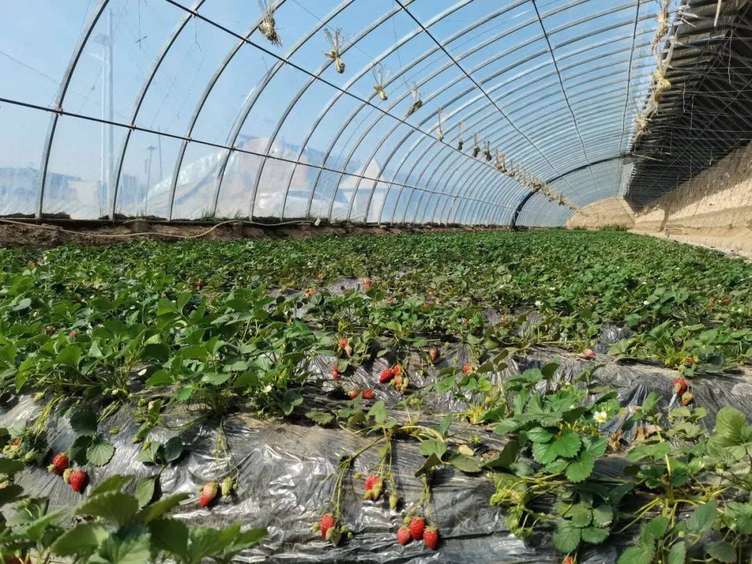 靖远县北湾镇新坪村草莓采摘园里,一垄垄草莓长势喜人 ,红的,白的,粉