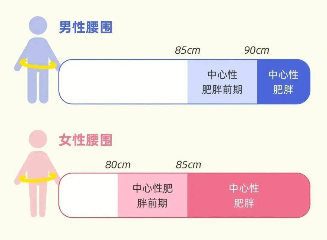 重视控制腰围