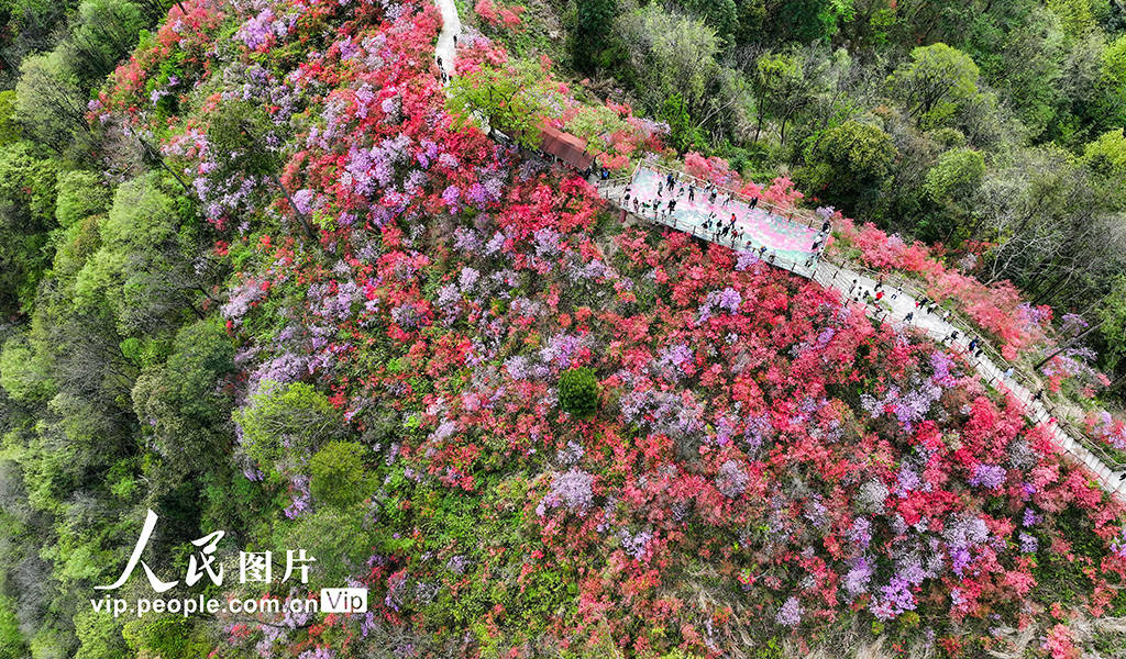 安徽岳西杜鹃花图片