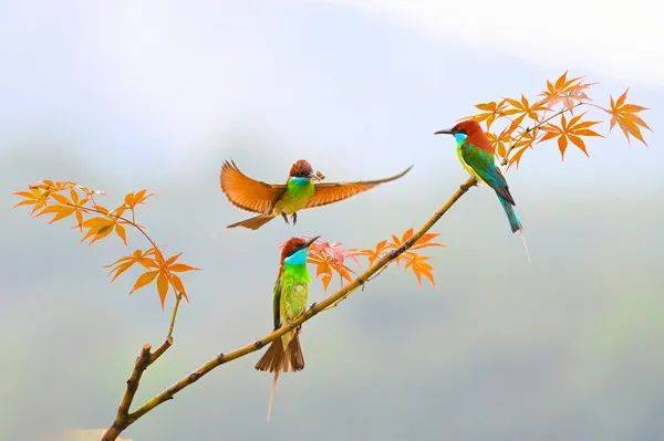 《石潭春色》陈巧英  泉州《巡香祈愿,添丁发财》 苏玉霞《日月环与