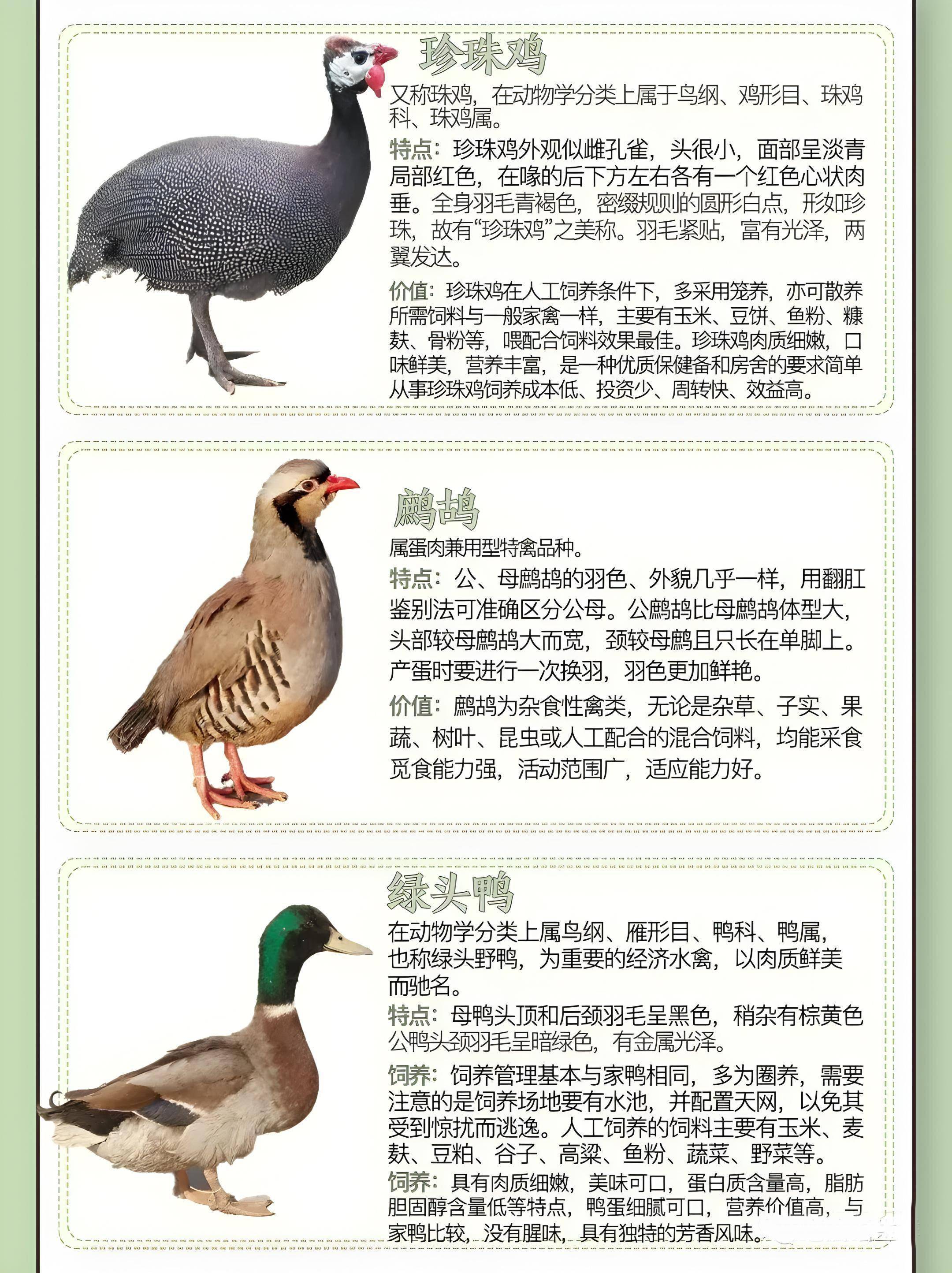 如下图8,绿头鸭培育品种,引入品种如下图7,鹧鸪培育品种,引入品种
