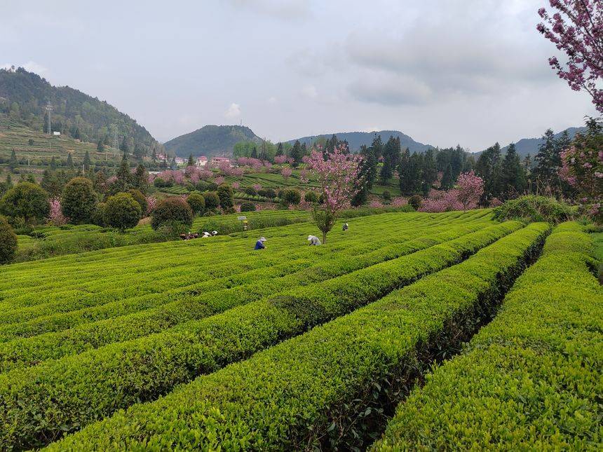 贵州印江:茶树樱花相点缀 茶香花香满山岗