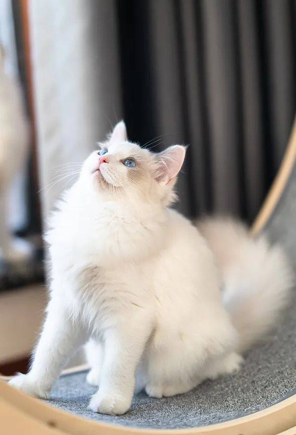 家有萌宠猫咪尾巴会说话教您如何破解
