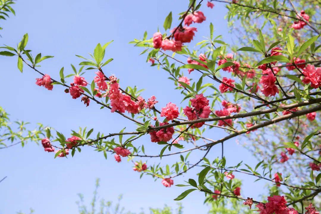 67开了宁乡这一大片怒放的碧桃花要爆火奉上绝美实景图