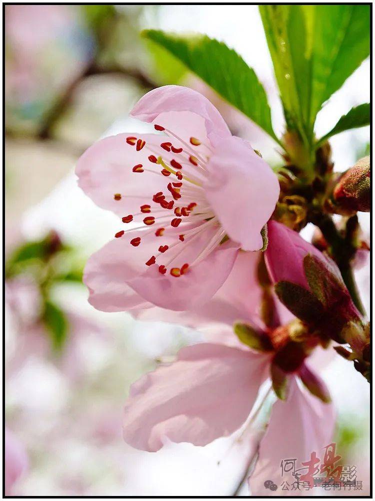 【图集】丰腴艳丽的桃花_社区_花草_摄影