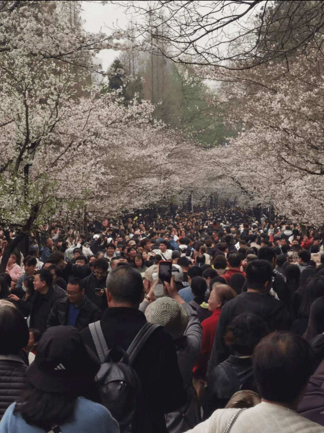 第一批假期踏青的人,开始在朋友圈骗人了_北京_鸡鸣寺_樱花