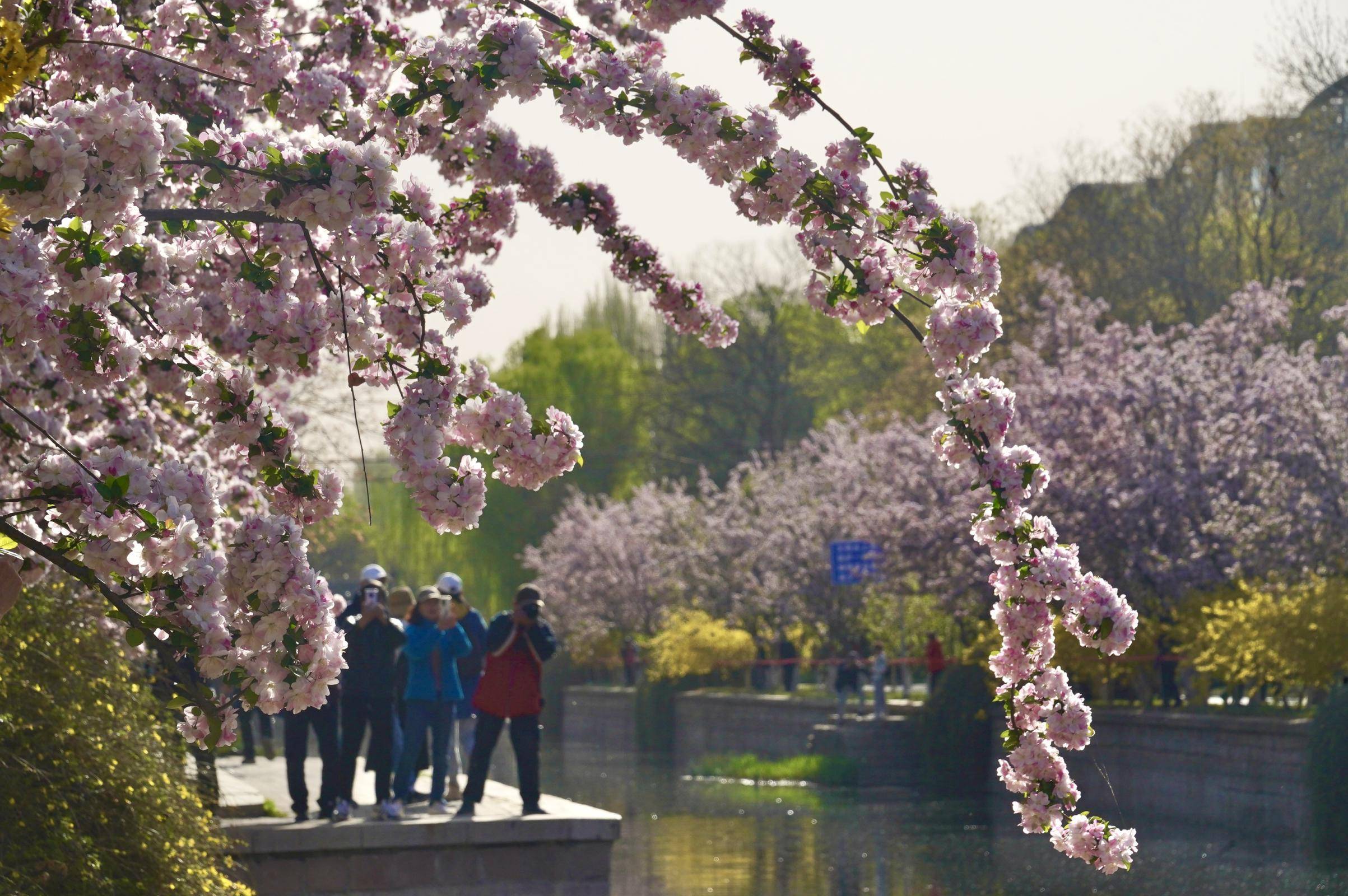 元大都城垣遗址公园"海棠花溪"浪漫非凡