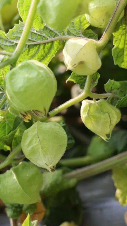 澜沧糯扎渡镇:小小灯笼果 "照亮"致富路_种植_澜沧县_推广