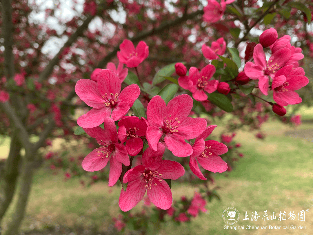 趣游佘山|时晴时雨,辰山海棠依旧_苹果_malus_植物
