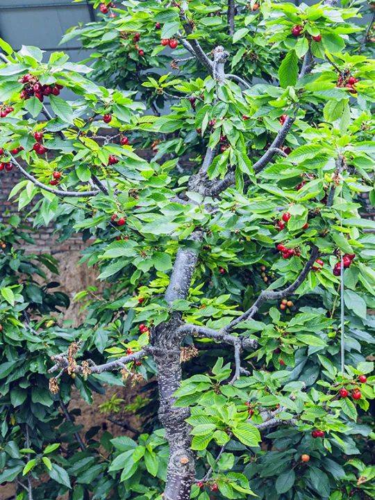 温暖如春,满眼绿意,25亩樱桃树从繁花满树到硕果压枝,一树树的艳红与