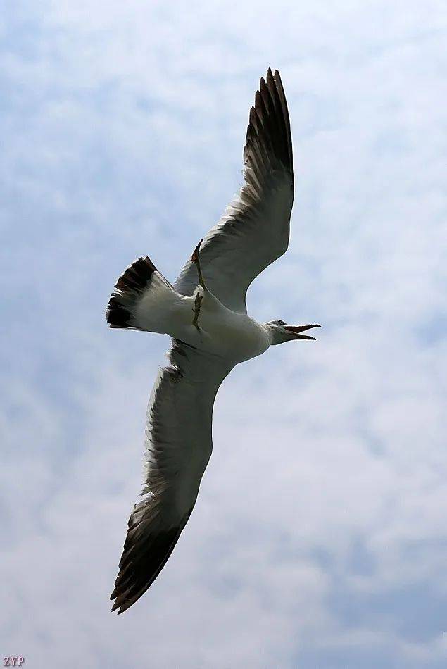 千姿百态的海鸥