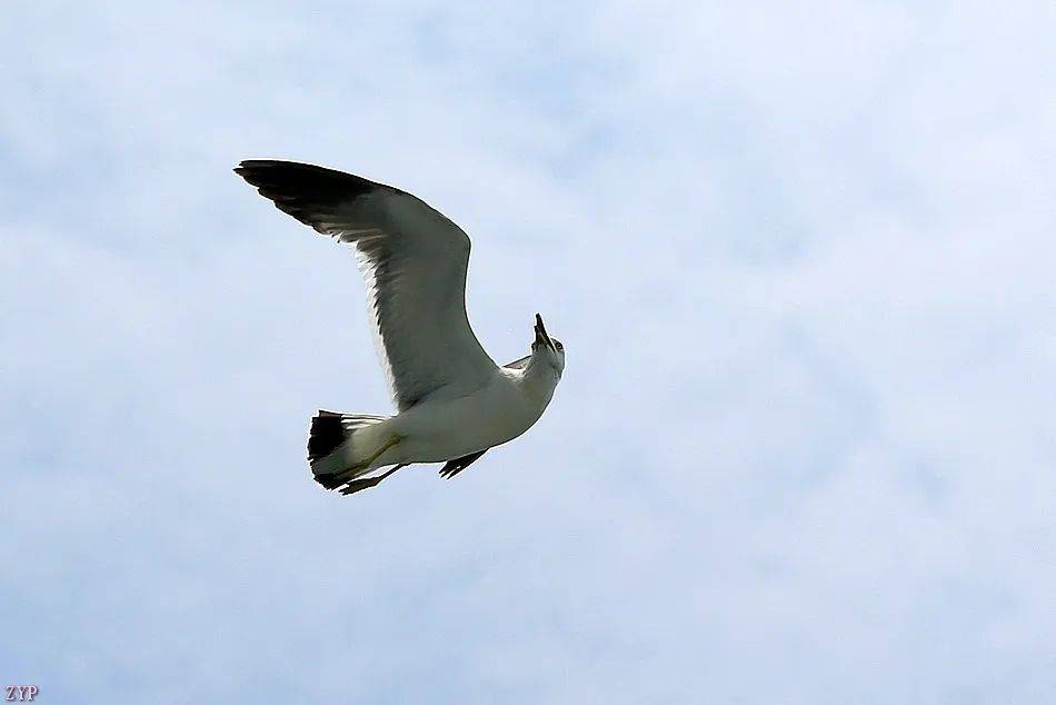 千姿百态的海鸥