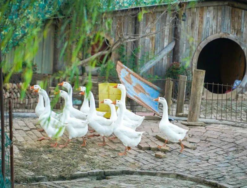 关于"薄荷曼波"的穿搭如何演绎,宿迁各个公园中的美景早已给出答案.