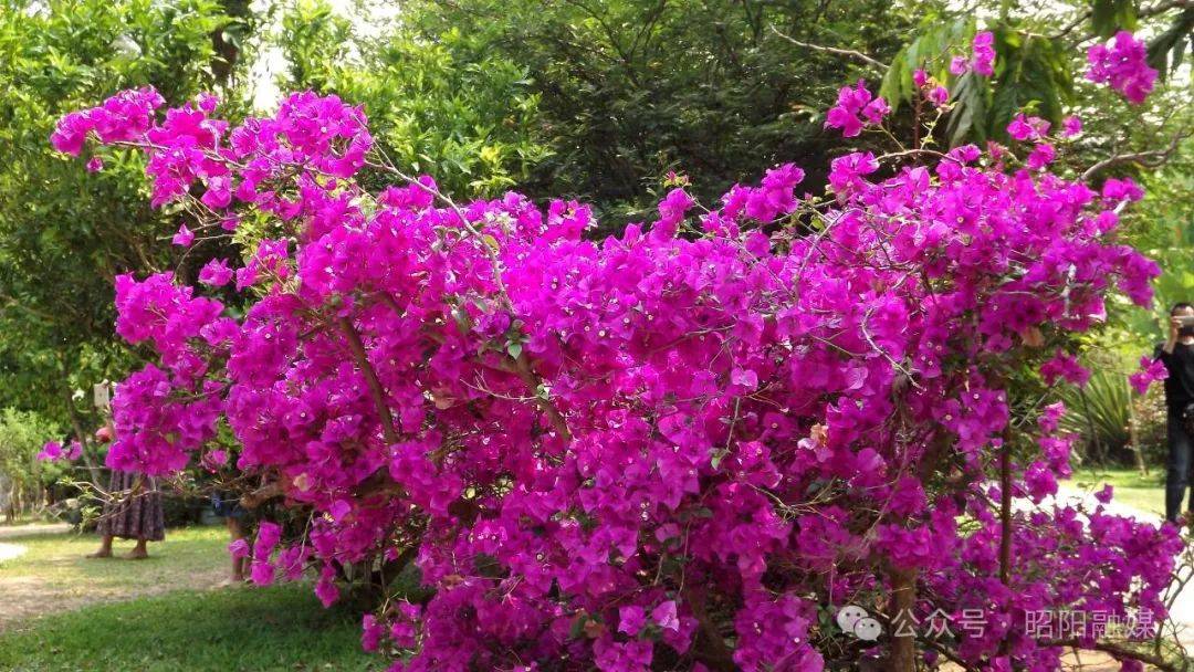 春暖昭通丨昭阳春色组图