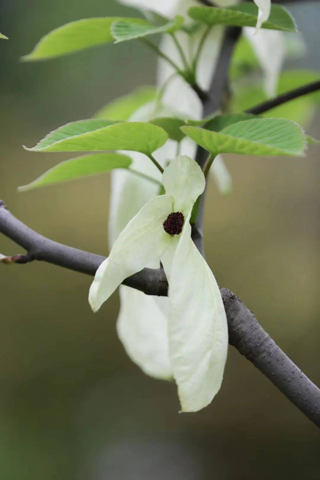 2024成都世园会即将开幕,来都江堰看看吉祥物桐妹儿"原型"吧_珙桐