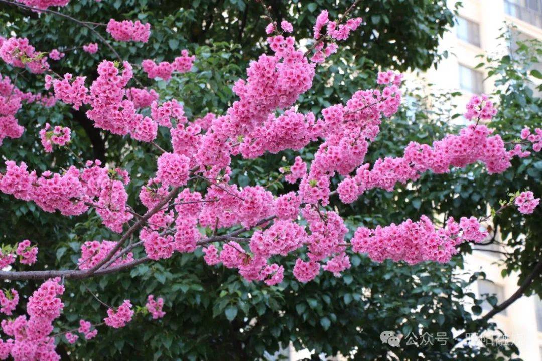 春暖昭通丨昭阳春色组图