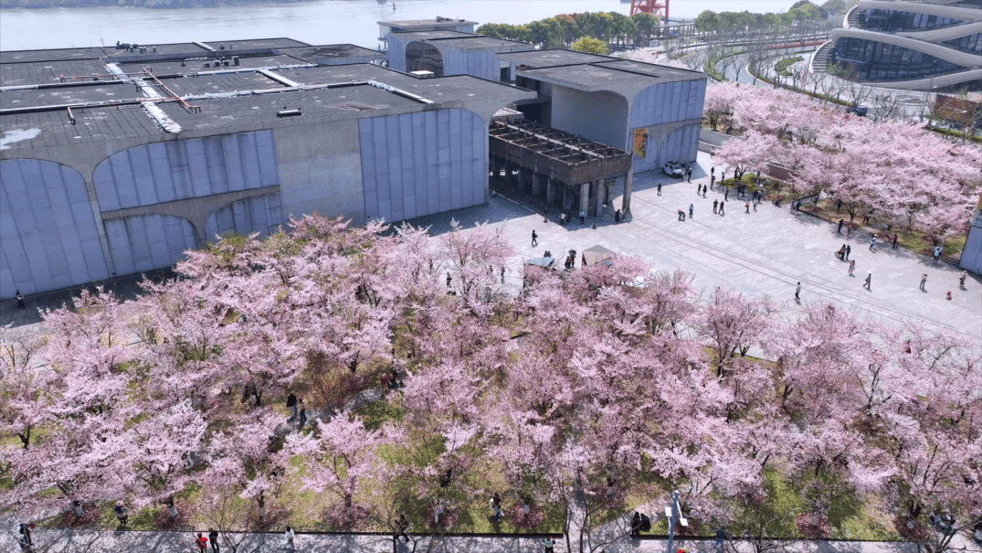 上海免费开放的1500米最美樱花大道梦幻缤纷在西岸来一场樱花味city