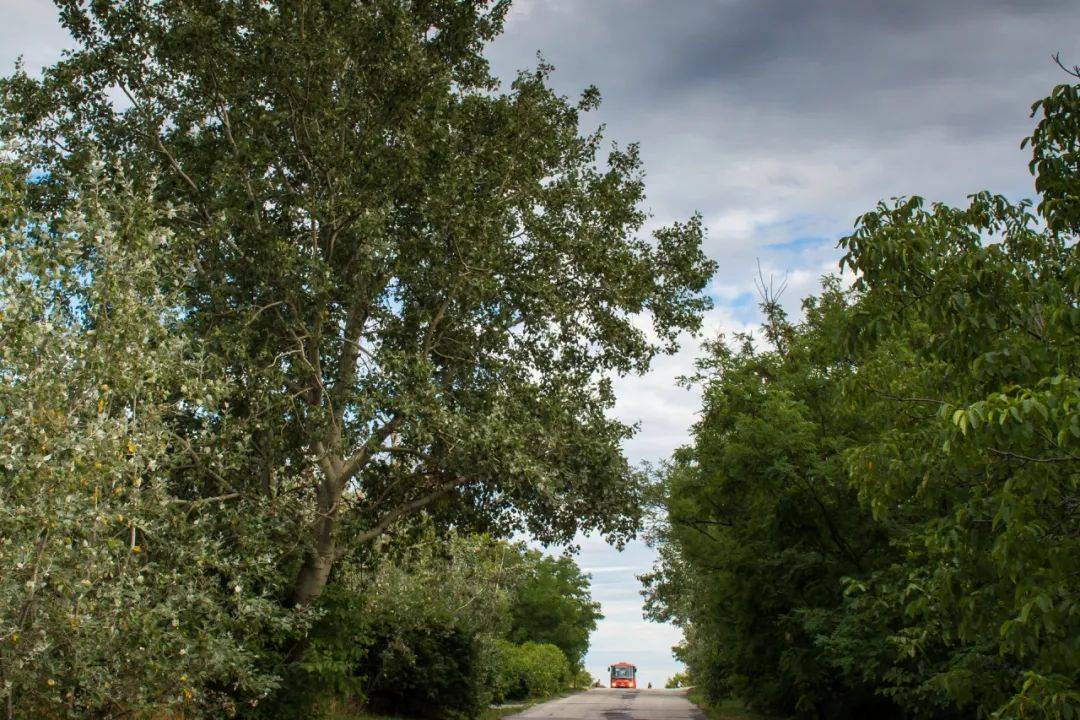 郭恒阳去买珍珠奶茶夜航船小说