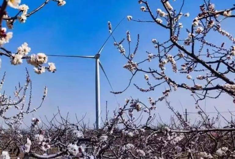 榆林市横山区杏花开春意浓