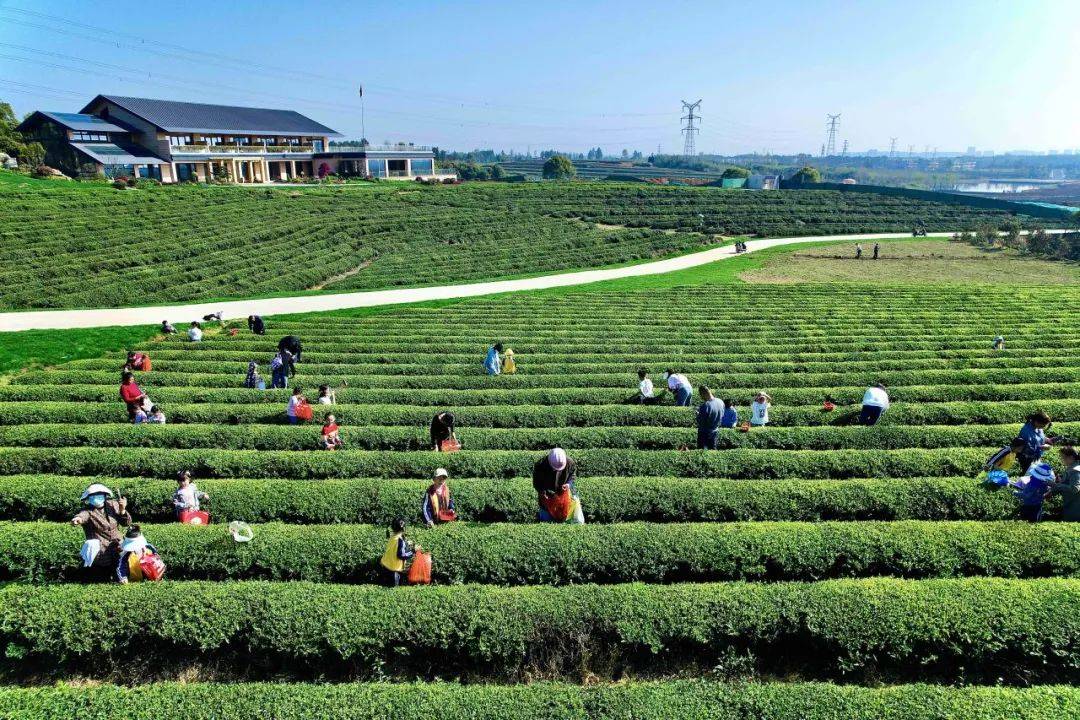 春风十里,茶香四溢,来神农岭本草科技园"趣"采茶_大自然_茶叶_茶树