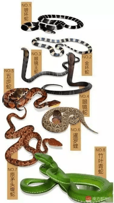 伤口_蛇毒_五步蛇