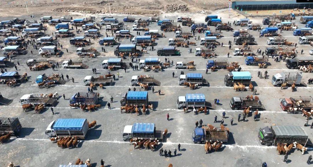 延边州首家活牛交易市场在敦化开集啦