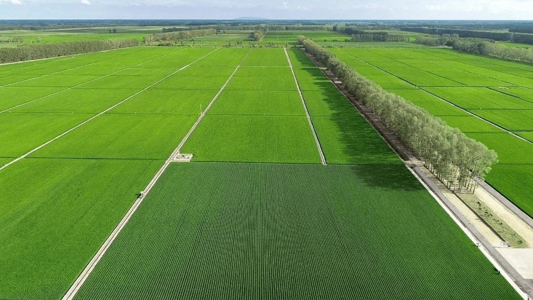 北大荒扛稳扛牢粮食安全重任