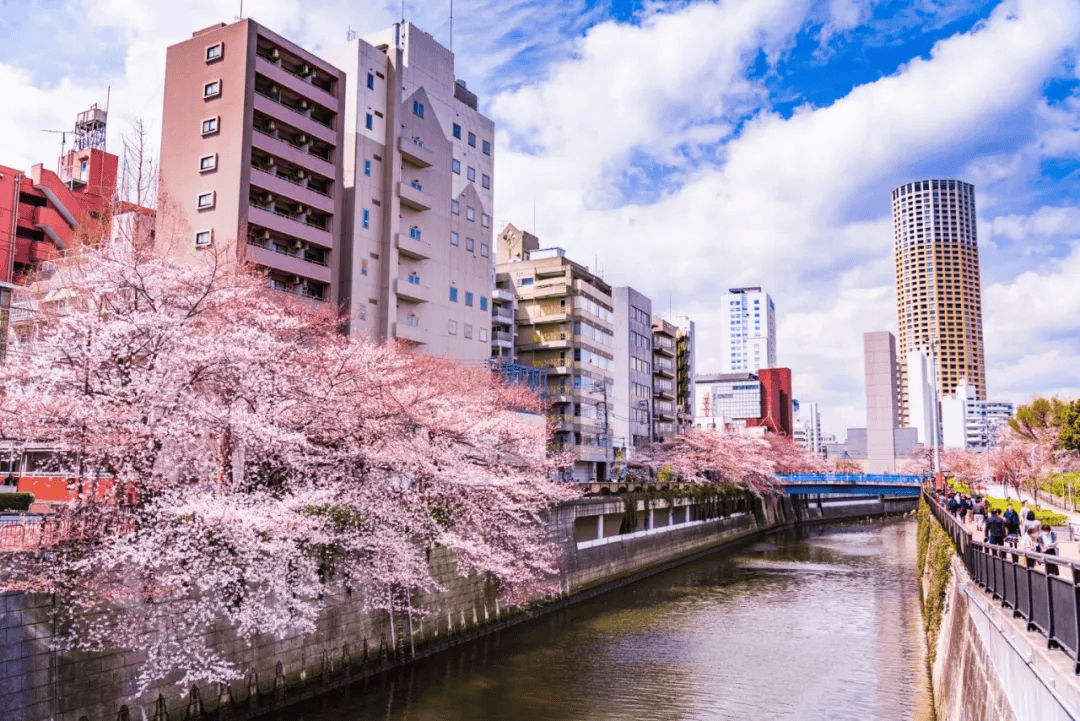 日本东京最受民众欢迎的3个赏樱胜地!_樱花_公园_景点