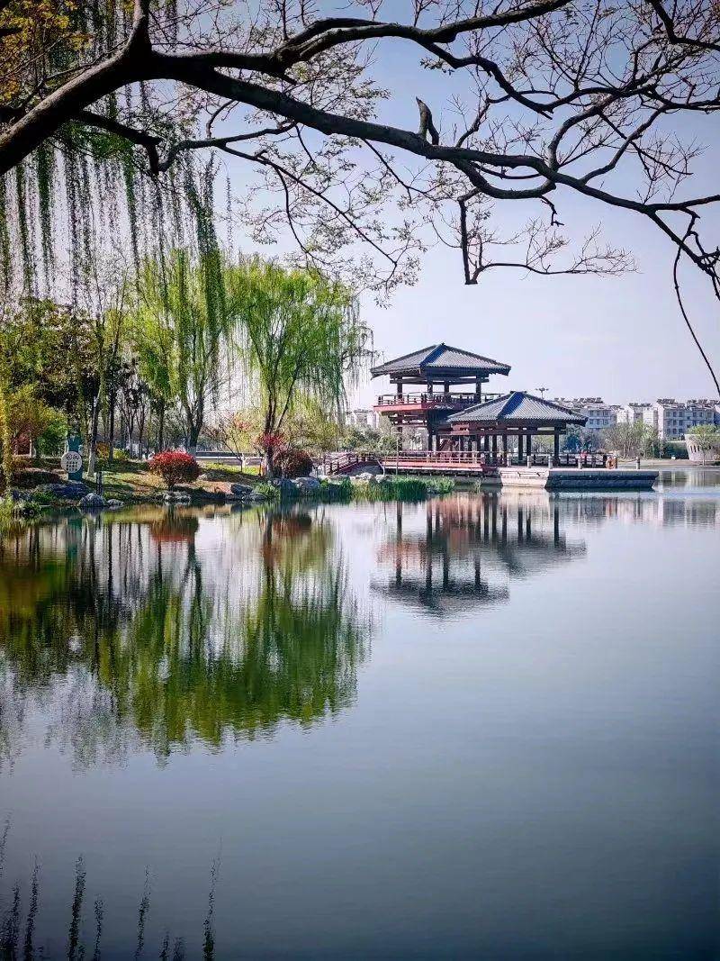 银杏拍客:金洲银杏湖春景银杏拍客:青青子衿银杏拍客:崔亚爱上邳州一