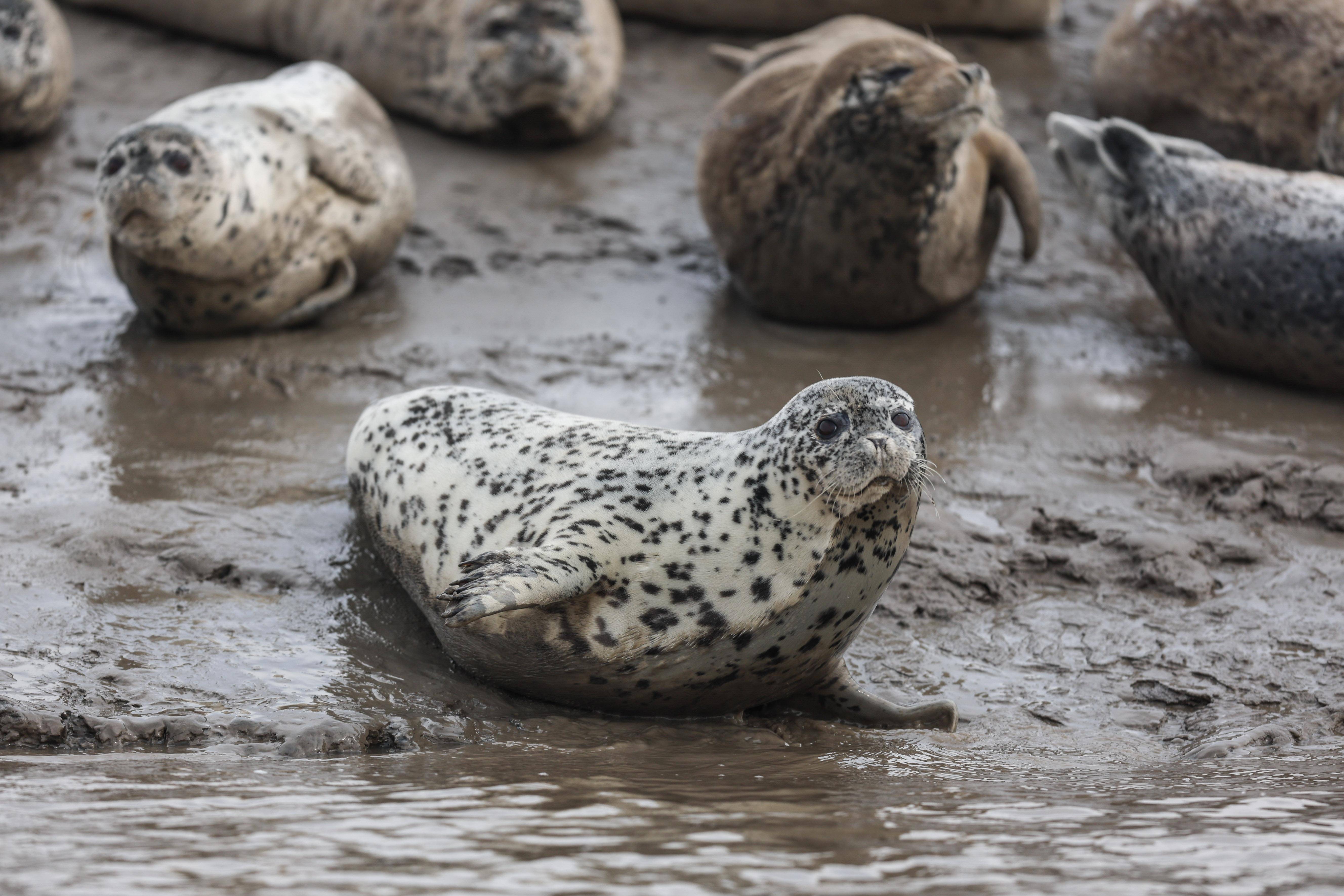 西太平洋斑海豹旅居辽东湾