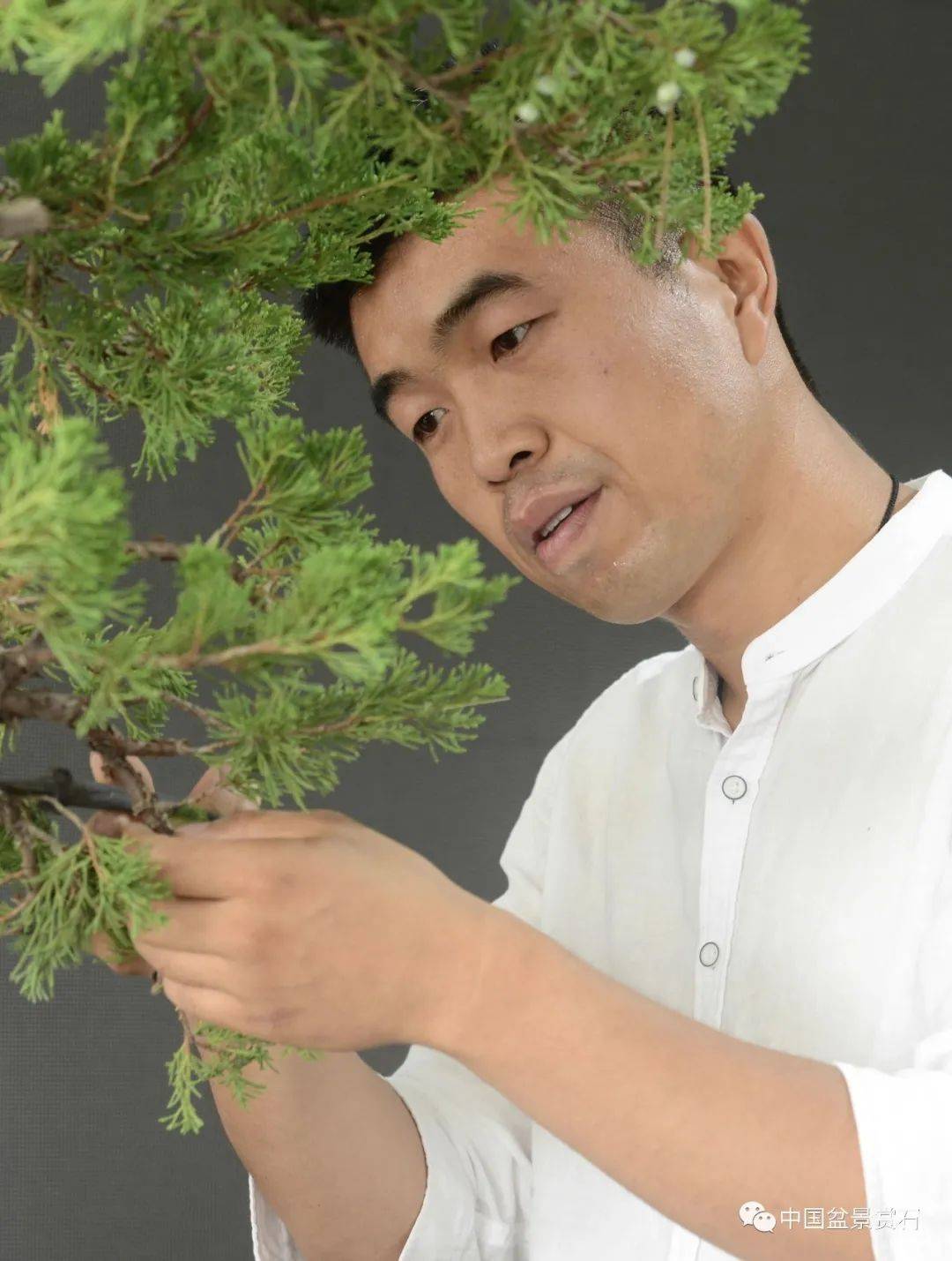 高手云集安徽省第五届盆景奇石精品展制作表演嘉宾阵容先睹为快