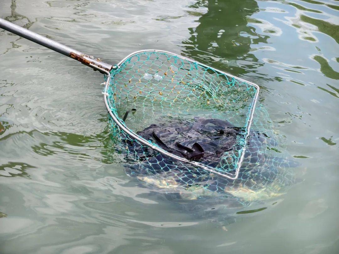 奋进的春天黄果树木厦河村冷水鱼鲟出致富路