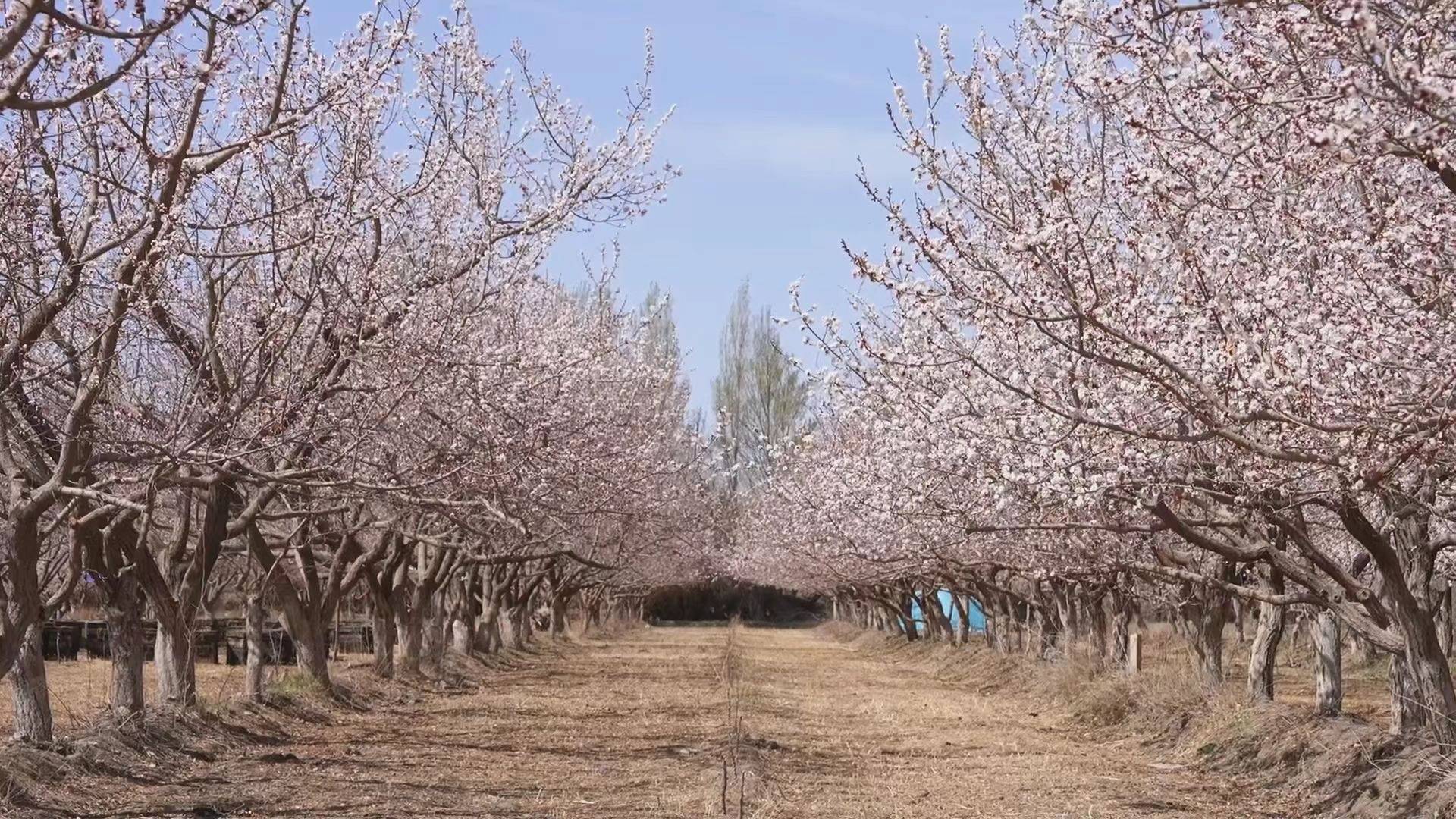 轮台县8万余亩杏花借暖风春水,照枝头新妆 (党婷 摄)依托得天独厚的