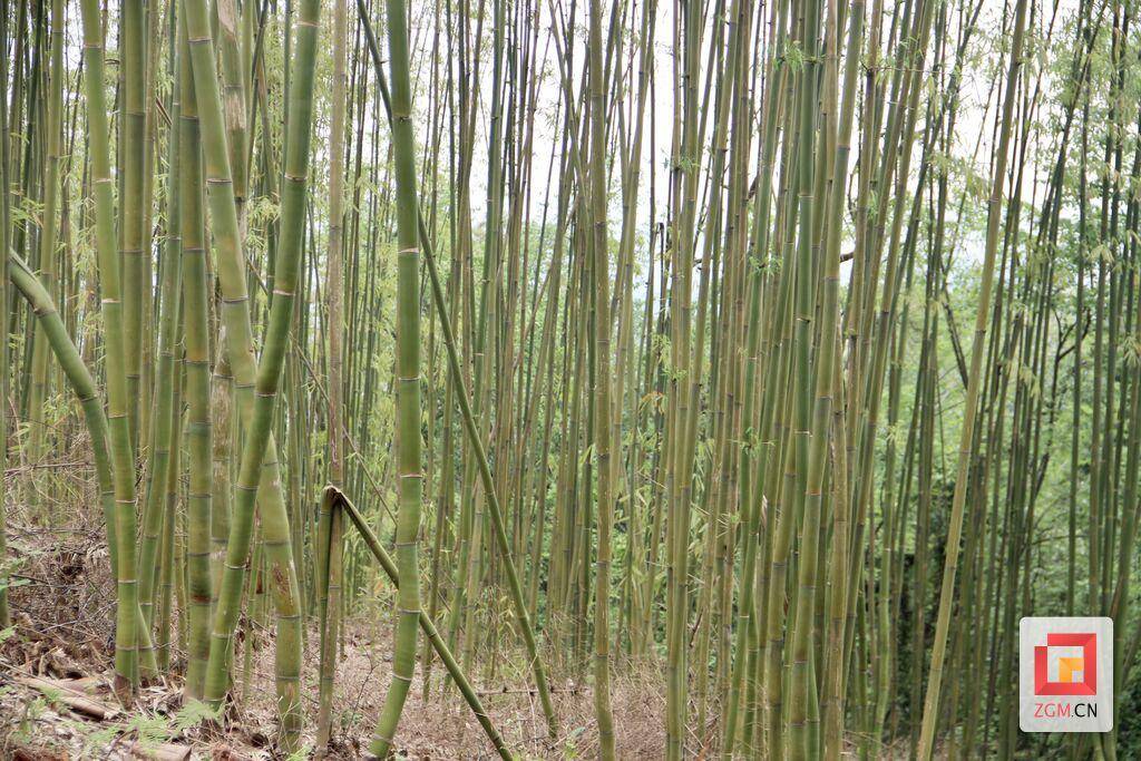 永年镇组织党员志愿者进村抢栽巨黄竹保障村集体经济发展