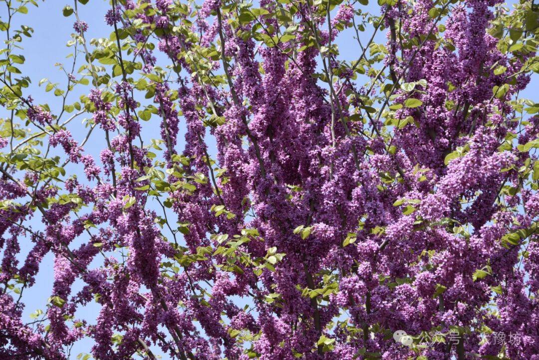 67淮阳区诗词学会紫荆花诗会作品选粹