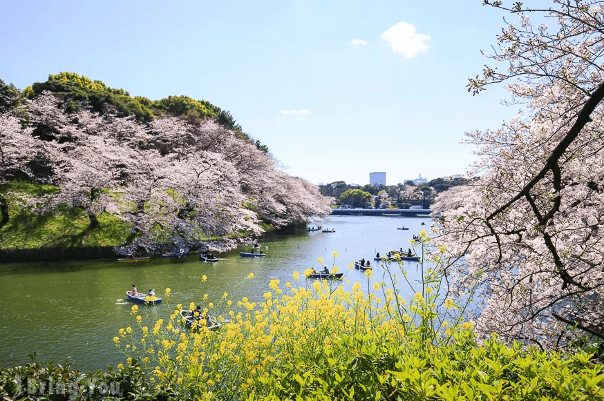 日本东京最受民众欢迎的3个赏樱胜地!_樱花_公园_景点
