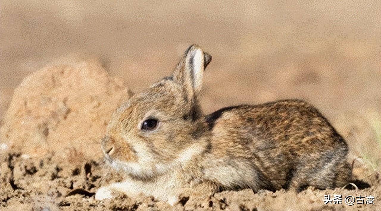 澳大利亚野兔成灾,体重达百斤,为何没人吃?本地人:吃不过