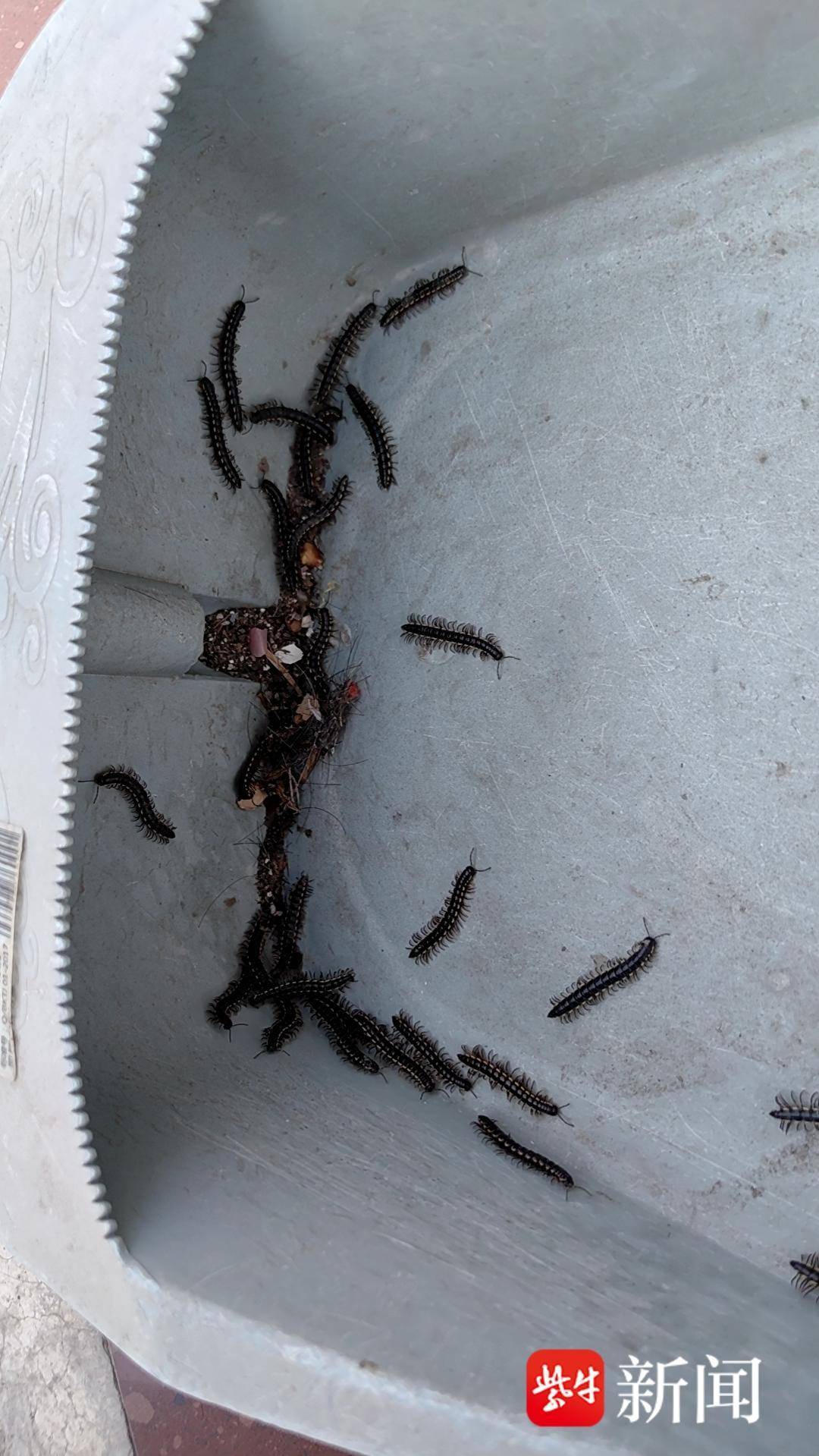 【有事找紫牛】家里爬进密密麻麻"千足虫",盐城亭湖一待建工地周边