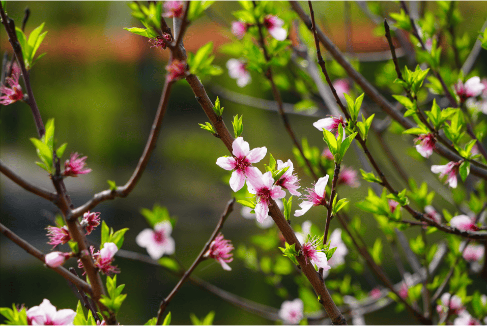 桃花灼灼,春天的浪漫你可要接好了_地址_浦东_上海