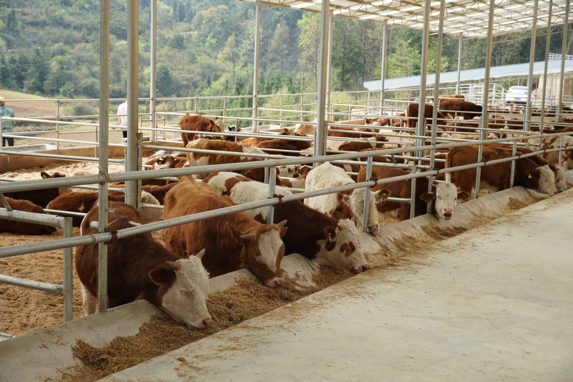 贵州肉牛犊养殖基地图片