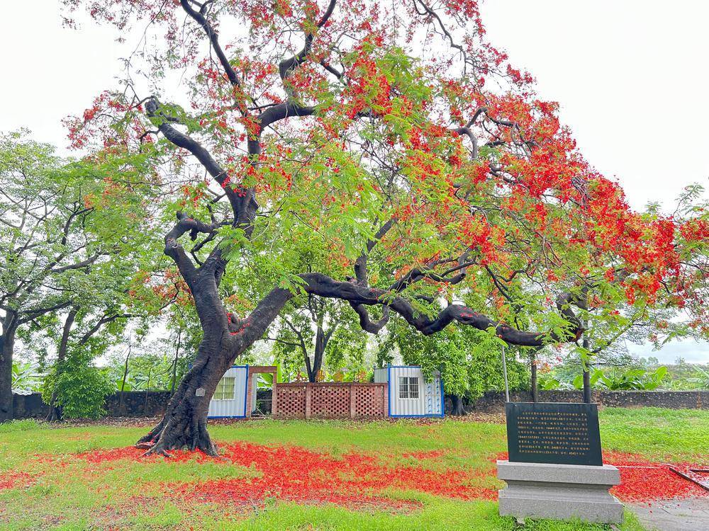 东莞谢岗荣获广东省园林城镇称号城管写好绿字文章